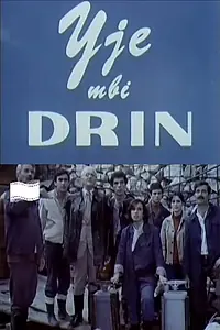 Постер к фильму «Yje mbi Drin (1979)»