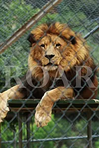 Постер к фильму «Roar (2013)»