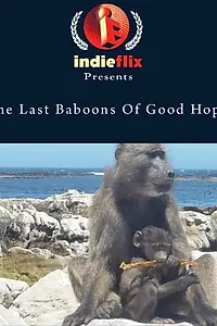 Главный постер фильма «The Last Baboons of Good Hope (2007)»