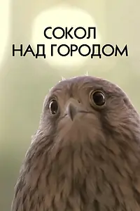 Постер к фильму «Сокол над городом (2012)»