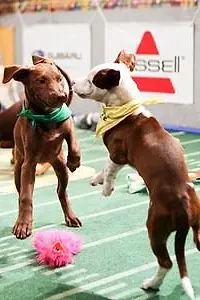 Постер к фильму «Puppy Bowl XI (2015)»