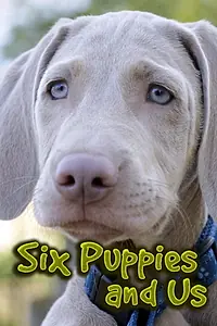 Главный постер сериала «Six Puppies and Us (2015)»