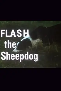 Постер к фильму «Flash the Sheepdog (1966)»