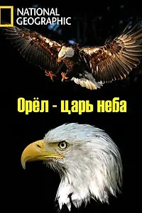 Постер к фильму «Орёл — царь неба (2014)»