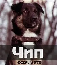 Постер к фильму «Чип (1975)»
