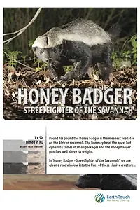 Главный постер фильма «Ultimate Honey Badger (2013)»