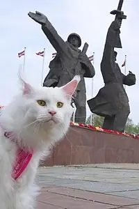 Постер к фильму «Cats in Riga (2014)»