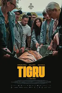 Постер к фильму «Tigru (2023)»