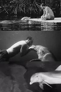 Постер к фильму «Dolfun (2016)»