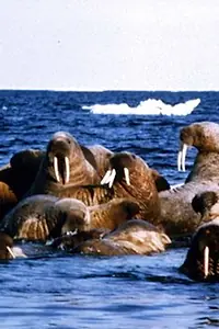 Главный постер фильма «Edge of Ice (1988)»